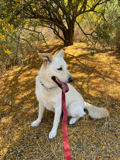 picture of the dog needing adoption