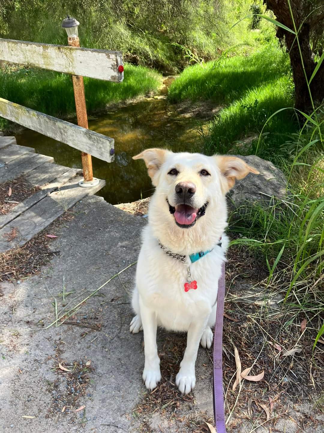 adoptable Dog in Bonita, CA named Twinkle