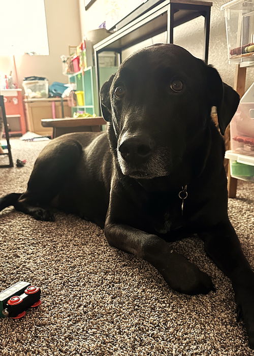 picture of the dog needing adoption