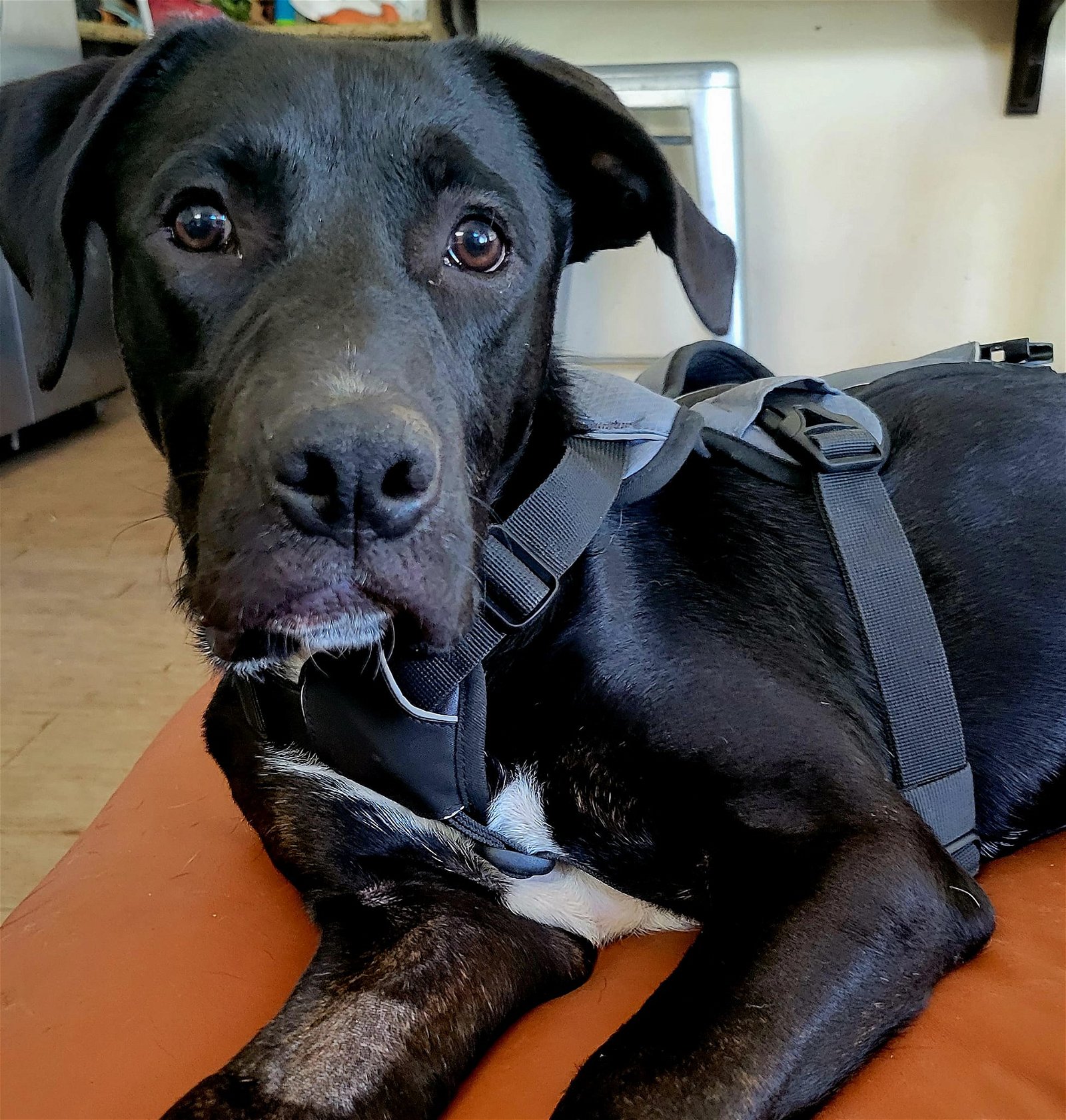 adoptable Dog in San Diego, CA named Jerry