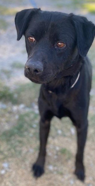 adoptable Dog in San Diego, CA named Drako