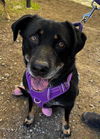adoptable Dog in  named Dani (female)