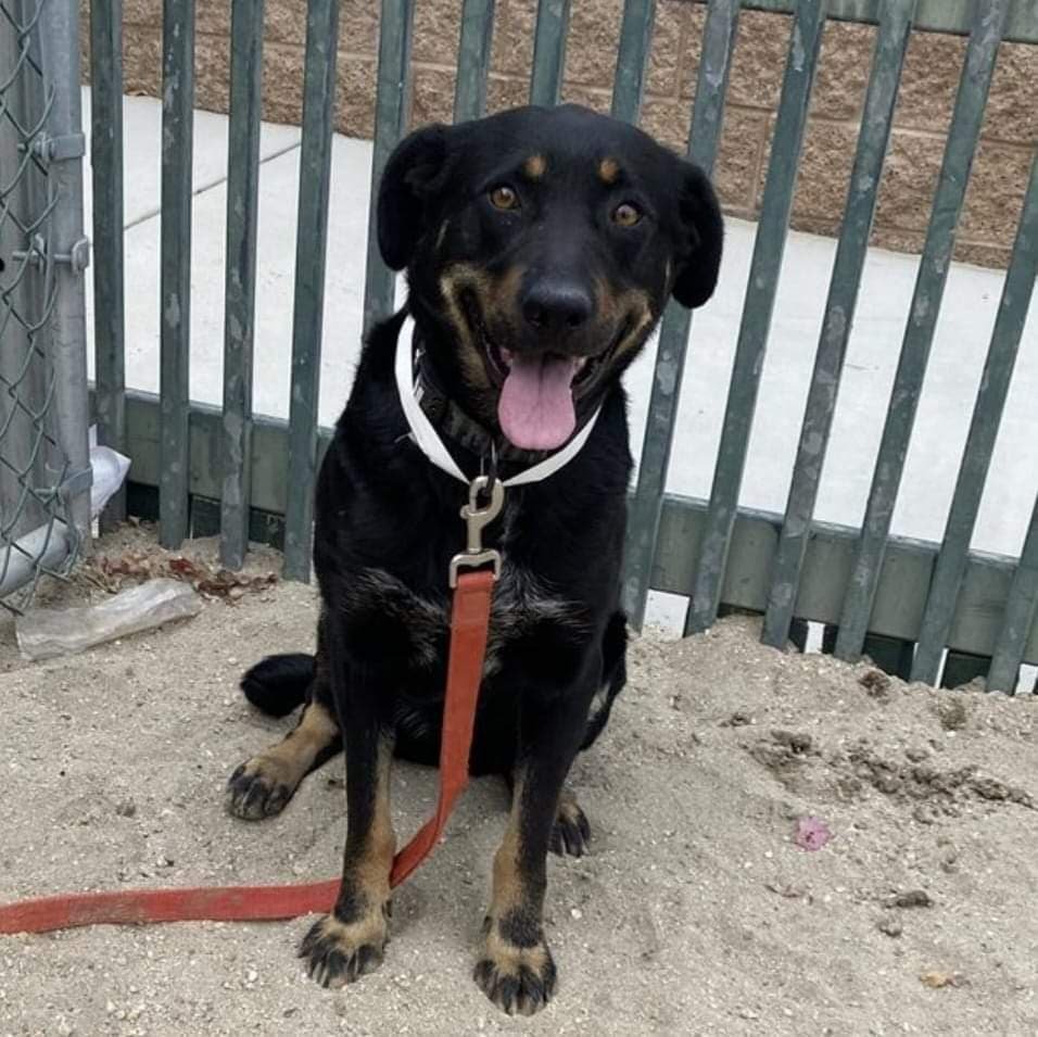 adoptable Dog in San Diego, CA named Dani (female)