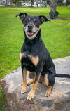 adoptable Dog in  named Tina