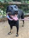 adoptable Dog in San Diego, CA named Penny (formally Patty)