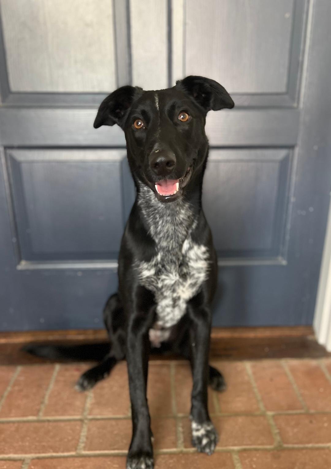 adoptable Dog in San Diego, CA named Pepper (female)