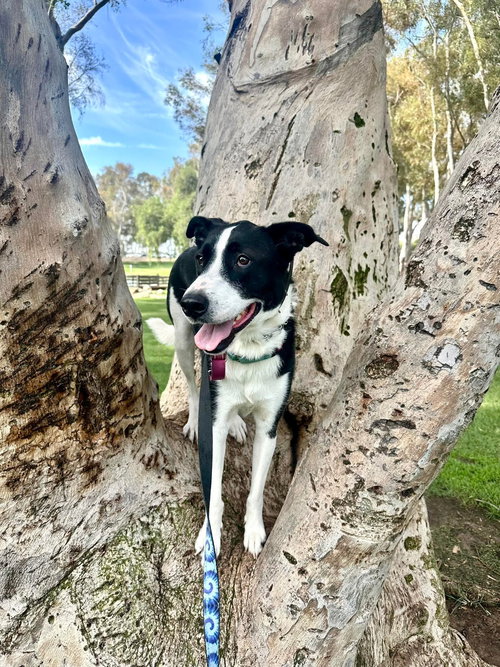 ZUZU - Border Collie available for adoption