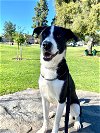 adoptable Dog in anaheim, CA named Zuzu