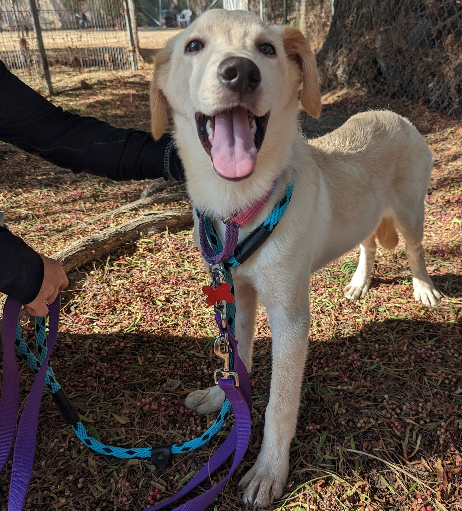 Retriever and best sale friends rescue