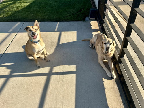 LONDON - Labrador Retriever / Shepherd available for adoption