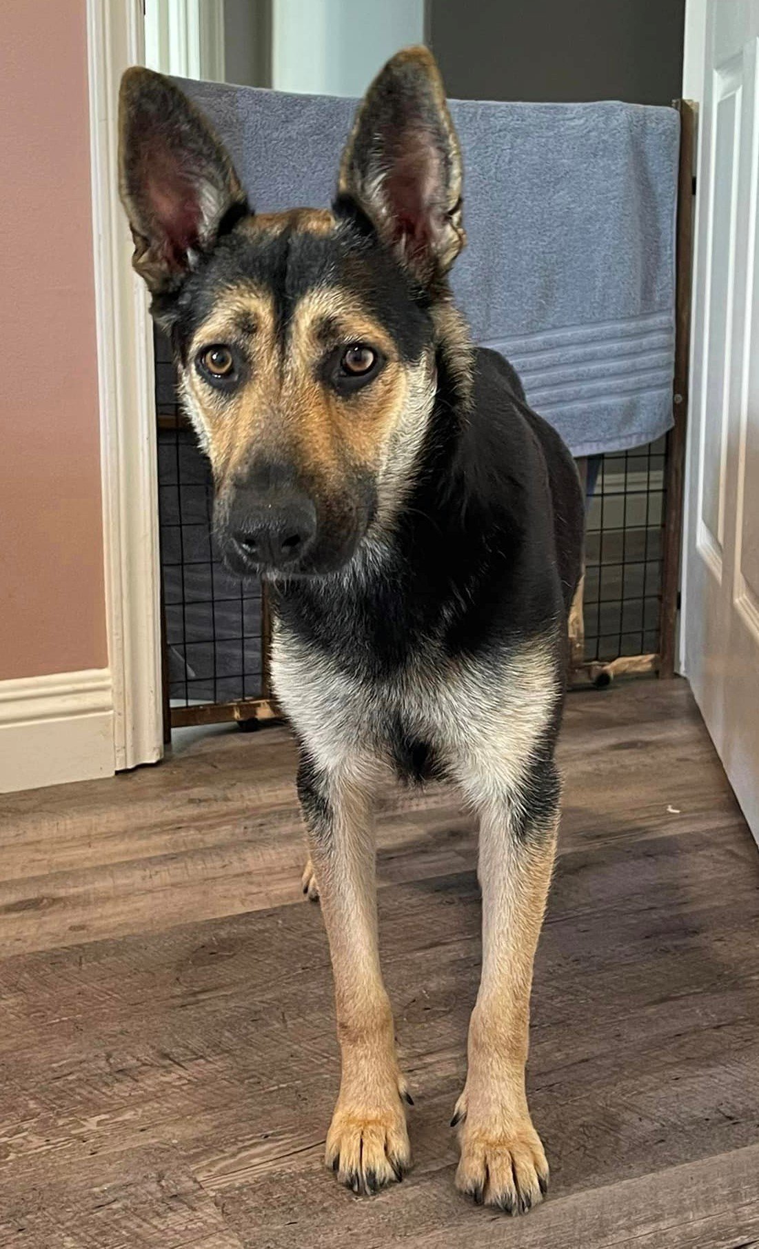 Dog for Adoption - Lola's Puppy Rusty, a Shepherd in Rancho San Diego ...