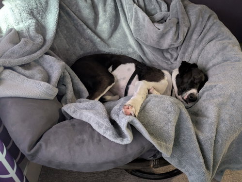 Photo 4 of Lucy
