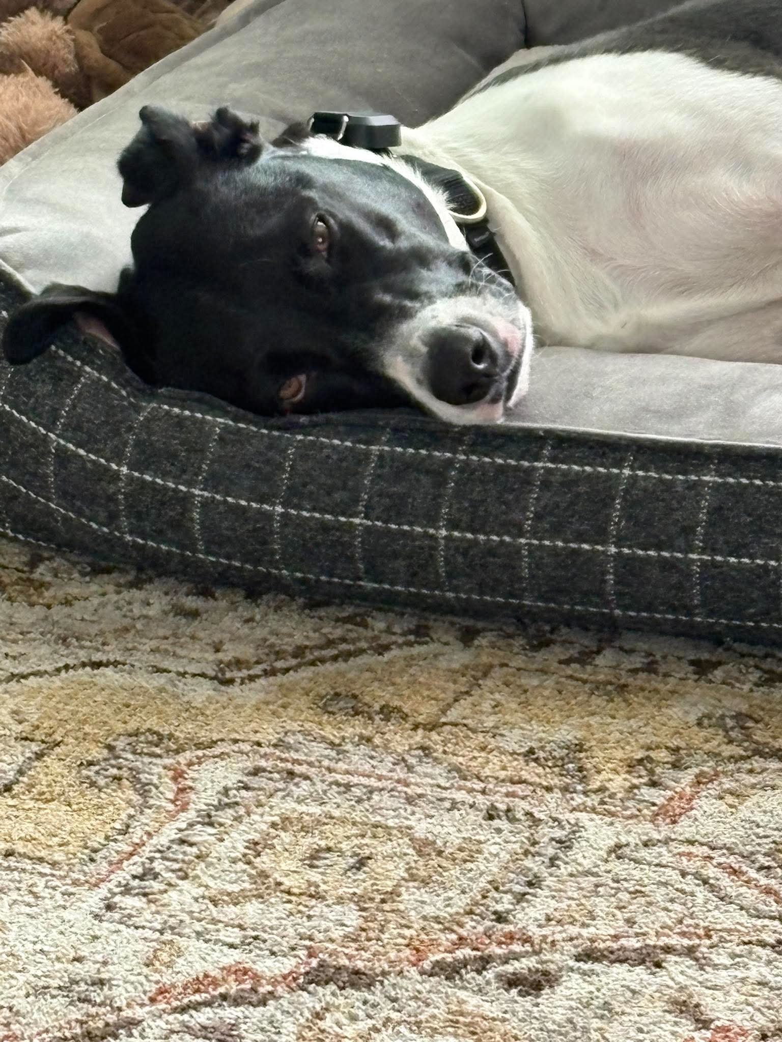Lucy, photo 4