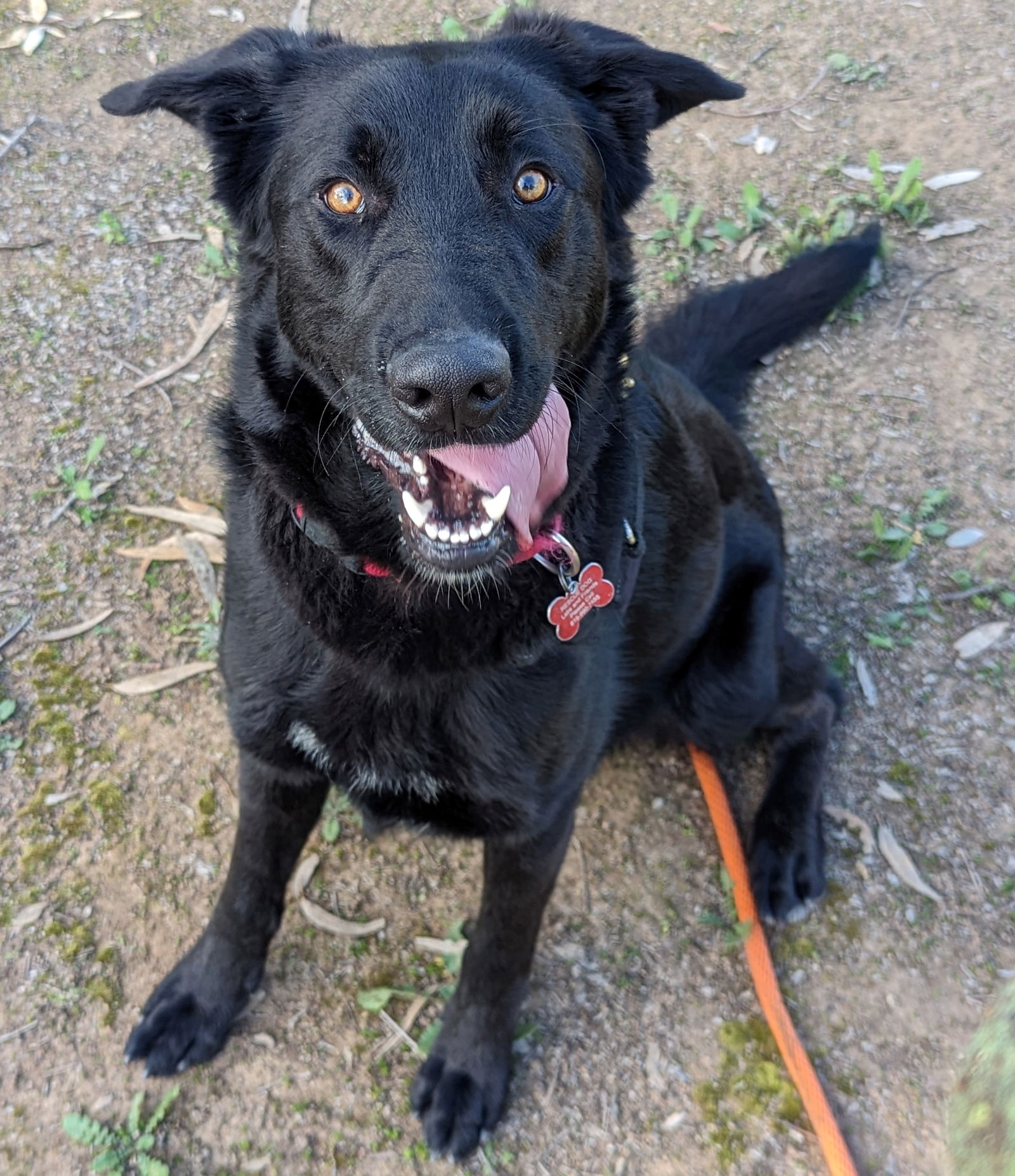 adoptable Dog in Anaheim, CA named Sully