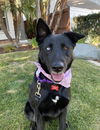adoptable Dog in  named Kira