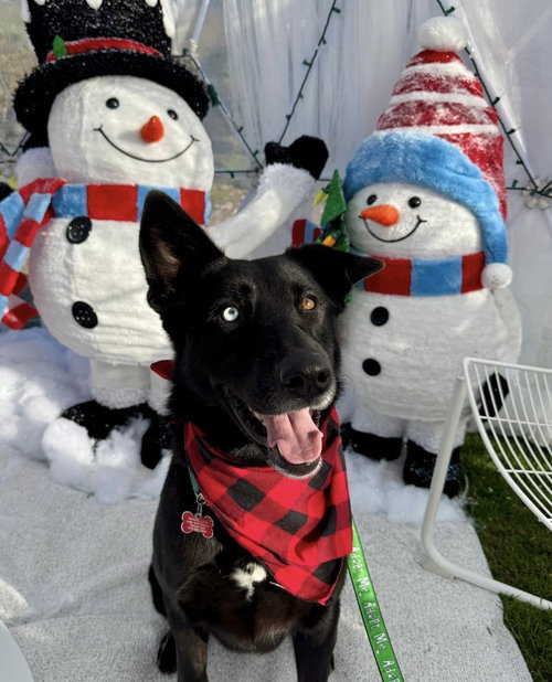 picture of the dog needing adoption