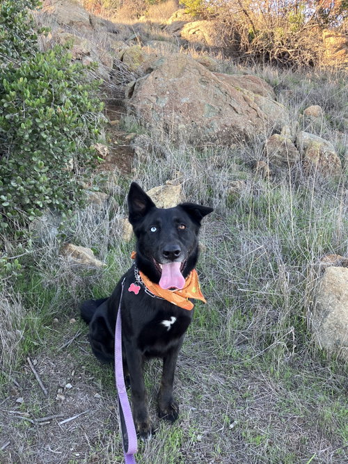 Kira photo 3