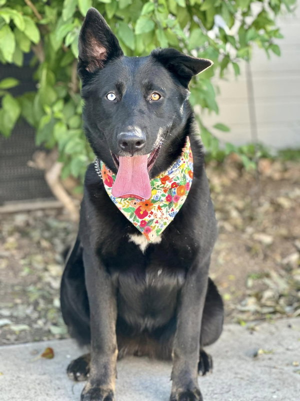 Kira