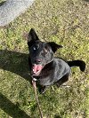 adoptable Dog in bonita, CA named Kira