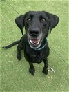 adoptable Dog in  named Olive