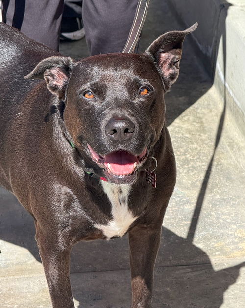picture of the dog needing adoption