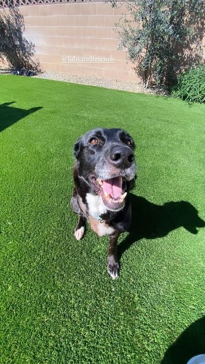 adoptable Dog in San Diego, CA named Riley (female)