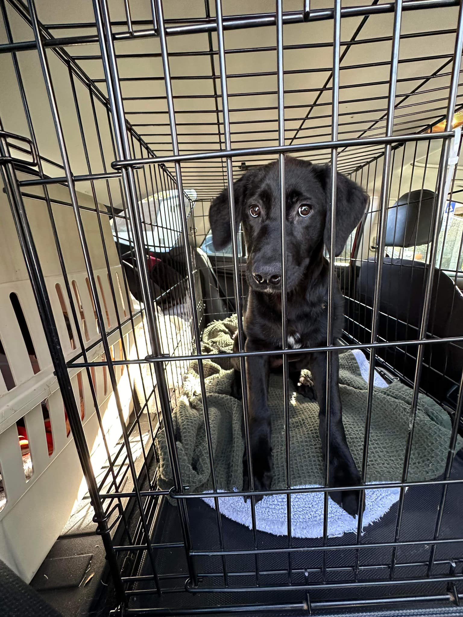 Dog Biography - Adopt - Labradors and Friends Dog Rescue
