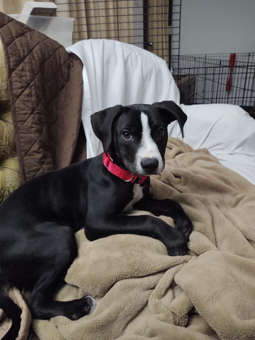 adoptable Dog in San Diego, CA named Zuri the Puppy
