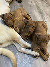 3 Pack Ginger Puppy
