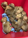 3 Pack Ginger Puppy