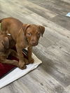 3 Pack Ginger Puppy