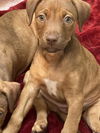 3 Pack Ginger Puppy