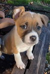 Libby Lou's Savanah