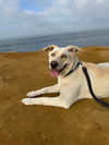 adoptable Dog in  named Lacey