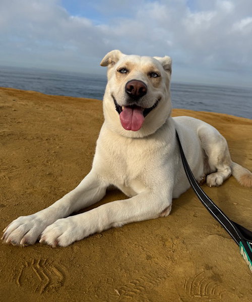 LACEY - Labrador Retriever / Husky available for adoption