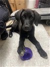 adoptable Dog in anaheim, CA named 5B Puppy Schmidt