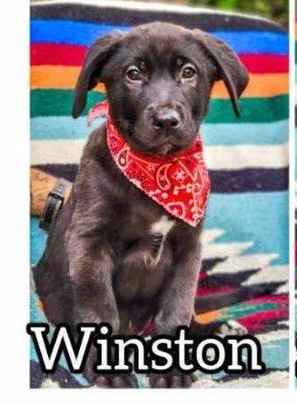 photo of 5B Puppy Winston