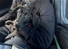 adoptable Dog in anaheim, CA named 5B Puppy Winston