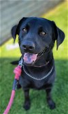 adoptable Dog in anaheim, CA named Delilah