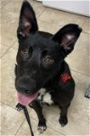 adoptable Dog in anaheim, CA named Carley