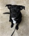 adoptable Dog in anaheim, CA named Chase