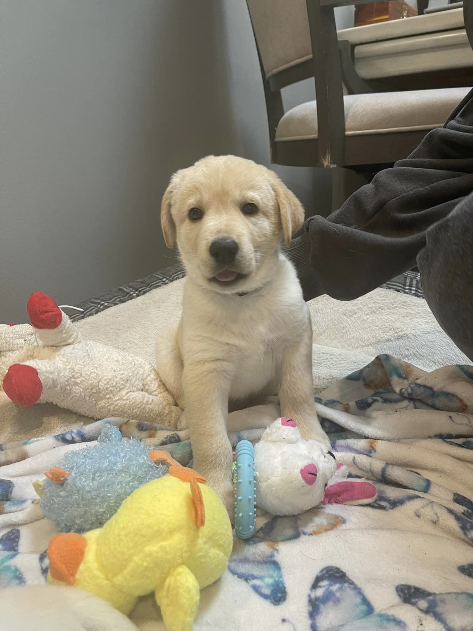 Dog Adoption In San Diego, Ca 92108: Labrador Retriever   Mixed Dog 