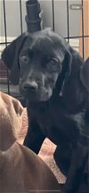 adoptable Dog in san diego, CA named A5 Puppy Stella