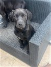 adoptable Dog in san diego, CA named A5 Puppy Luna