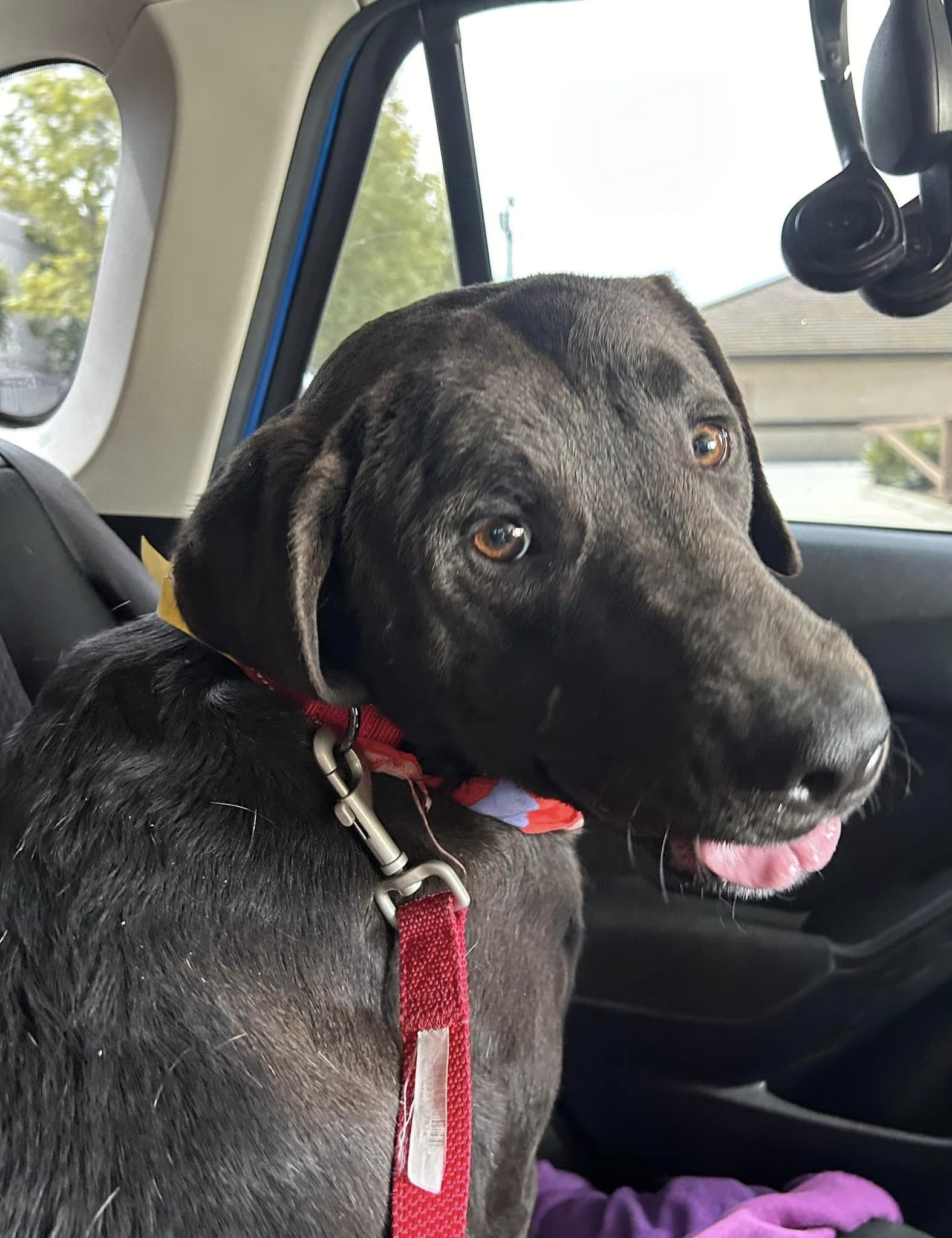 adoptable Dog in Anaheim, CA named Murphy