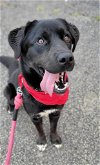 adoptable Dog in anaheim, CA named Cara