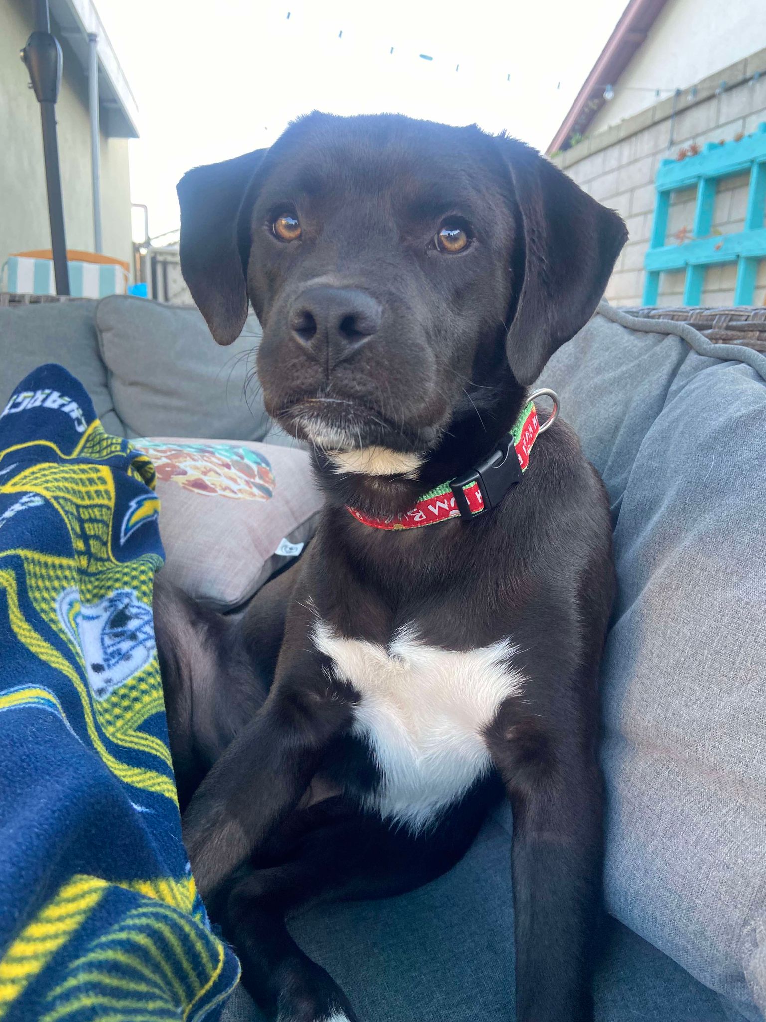 Our White Lab Life - My Lab Puppies, image size:1536x2048