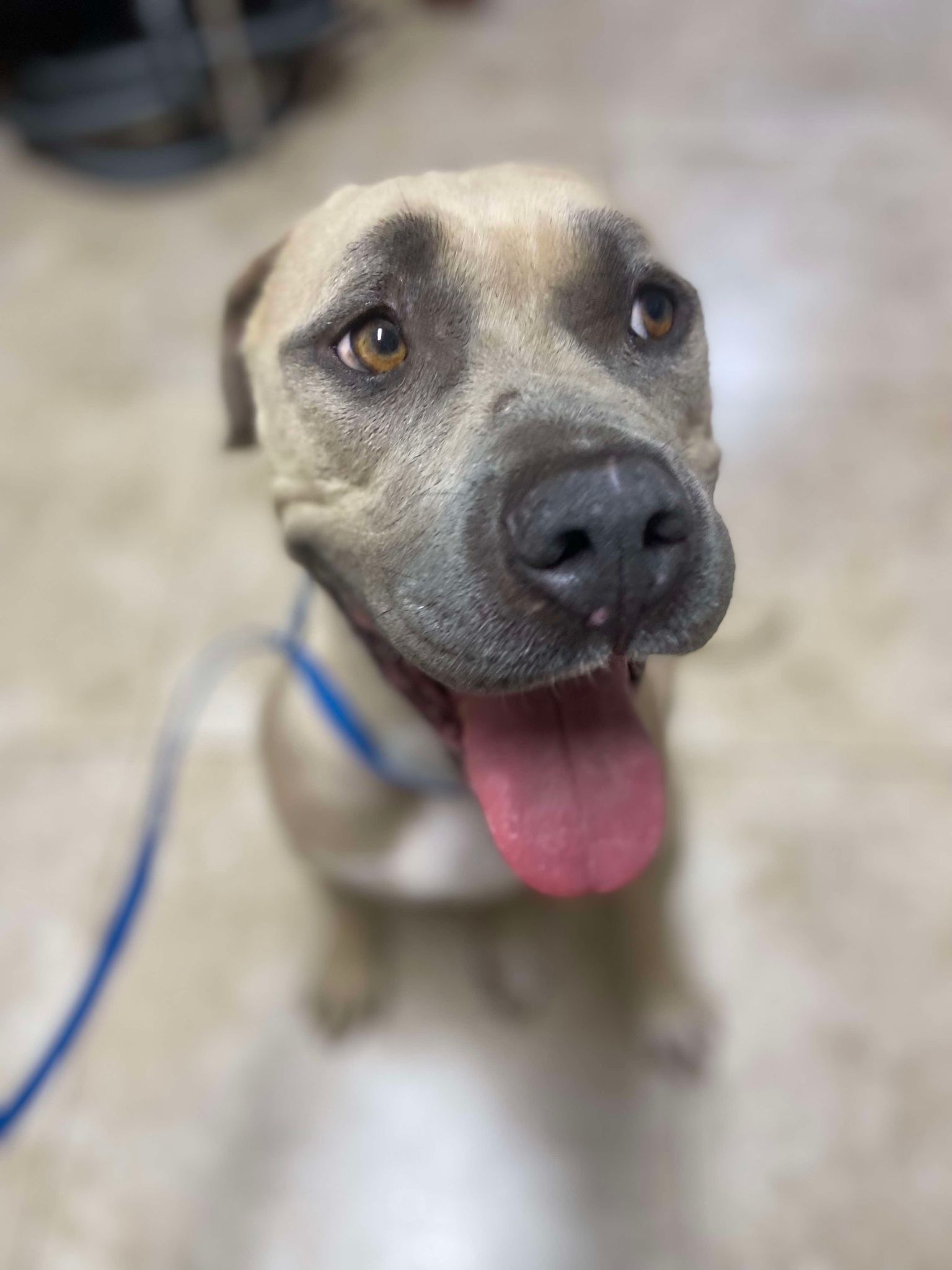 adoptable Dog in San Diego, CA named Sweet Pea (the mom)