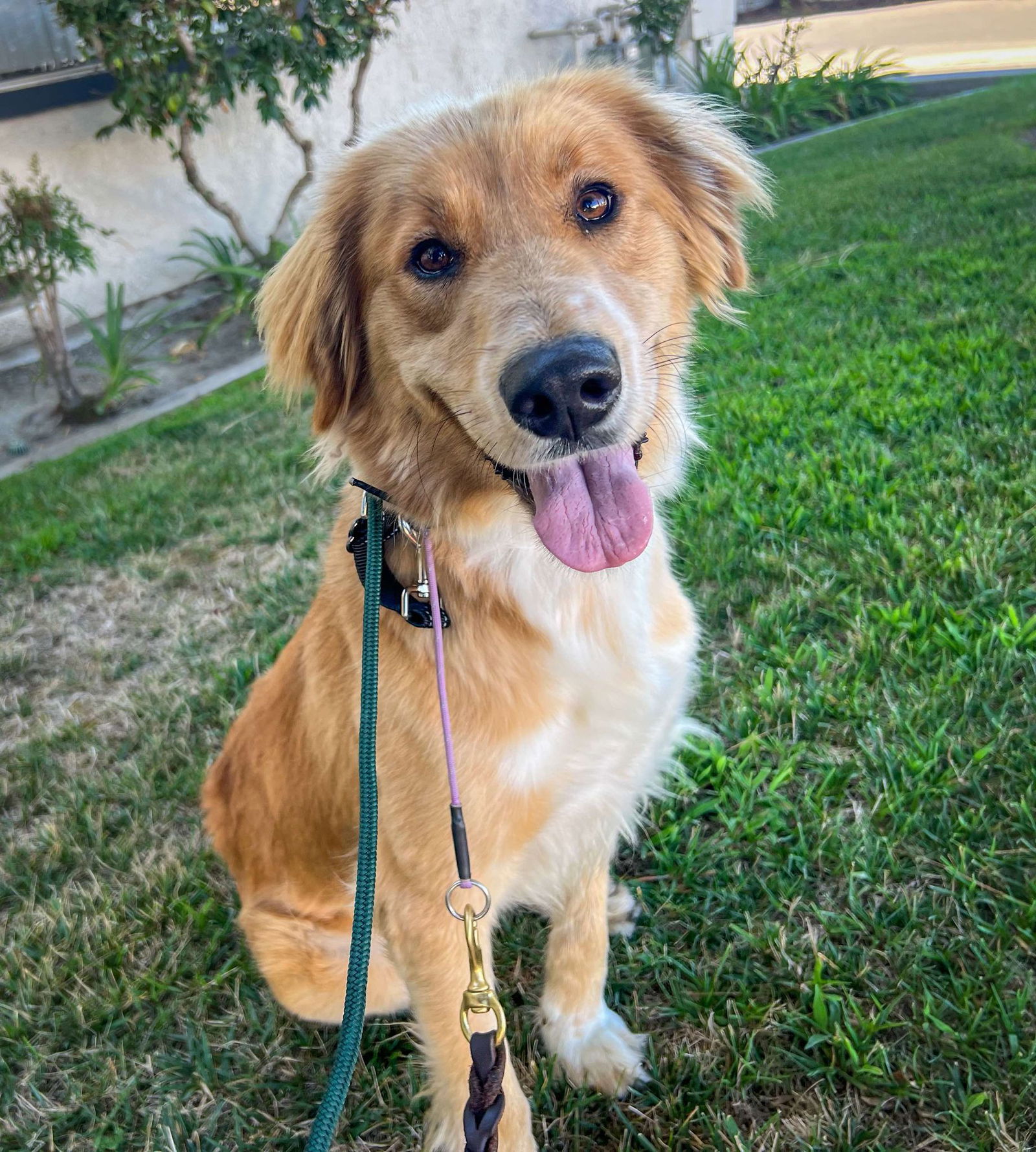 adoptable Dog in Anaheim, CA named Sunflower