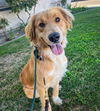 adoptable Dog in  named Sunflower